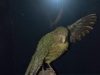 Kakapo (Te Papa)